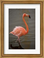 Flamingo, Tropical bird, Dominican Republic Fine Art Print