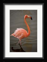 Flamingo, Tropical bird, Dominican Republic Fine Art Print