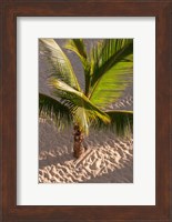 Palm tree, Bavaro Beach, Higuey, Punta Cana, Dominican Republic Fine Art Print