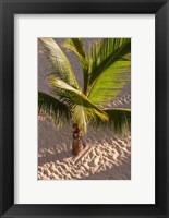 Palm tree, Bavaro Beach, Higuey, Punta Cana, Dominican Republic Fine Art Print