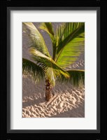 Palm tree, Bavaro Beach, Higuey, Punta Cana, Dominican Republic Fine Art Print