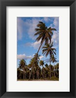 Palm Trees, Bavaro, Higuey, Punta Cana, Dominican Republic Fine Art Print