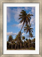 Palm Trees, Bavaro, Higuey, Punta Cana, Dominican Republic Fine Art Print