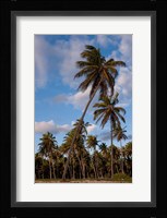 Palm Trees, Bavaro, Higuey, Punta Cana, Dominican Republic Fine Art Print