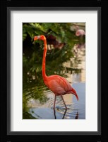 Pink flamingo, Bavaro, Higuey, Punta Cana, Dominican Republic Fine Art Print