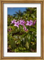 Tropical purple flowers, Bavaro, Higuey, Punta Cana, Dominican Republic Fine Art Print