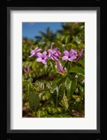 Tropical purple flowers, Bavaro, Higuey, Punta Cana, Dominican Republic Fine Art Print