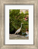 White Egret tropical bird, Bavaro, Higuey, Punta Cana, Dominican Republic Fine Art Print