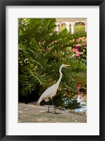 White Egret tropical bird, Bavaro, Higuey, Punta Cana, Dominican Republic Fine Art Print