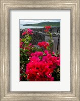 Flowering Bougainvillea & Ruins, Chateau Dubuc, Martinique, French Antilles, West Indies Fine Art Print