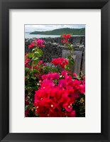 Flowering Bougainvillea & Ruins, Chateau Dubuc, Martinique, French Antilles, West Indies Fine Art Print
