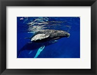 Humpback whale calf, Silver Bank, Domincan Republic Fine Art Print