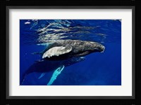 Humpback whale calf, Silver Bank, Domincan Republic Fine Art Print