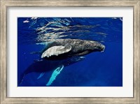 Humpback whale calf, Silver Bank, Domincan Republic Fine Art Print