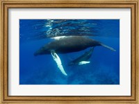 Humpback whale mother and calf, Silver Bank, Domincan Republic Fine Art Print