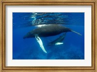 Humpback whale mother and calf, Silver Bank, Domincan Republic Fine Art Print