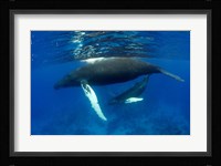 Humpback whale mother and calf, Silver Bank, Domincan Republic Fine Art Print