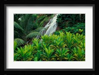 Shaw Park Gardens, Jamaica, Caribbean Fine Art Print