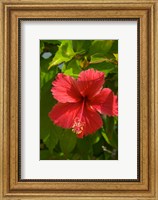 Dominican Republic, Bavaro, Hibiscus flower Fine Art Print