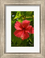Dominican Republic, Bavaro, Hibiscus flower Fine Art Print