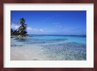Beach and Palms in Sainte Anne, Guadeloupe Fine Art Print