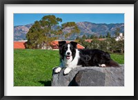 A Border Collie dog Fine Art Print