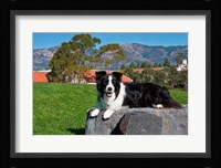 A Border Collie dog Fine Art Print