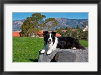 A Border Collie dog Fine Art Print