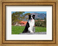 A Border Collie dog sitting Fine Art Print