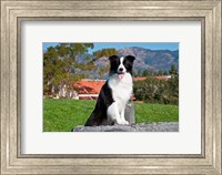 A Border Collie dog sitting Fine Art Print