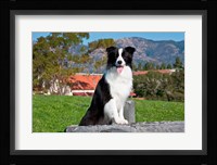 A Border Collie dog sitting Fine Art Print