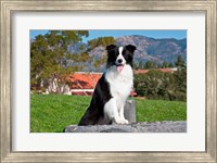 A Border Collie dog sitting Fine Art Print