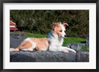 A Border Collie puppy dog lying Fine Art Print