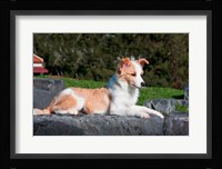 A Border Collie puppy dog lying Fine Art Print