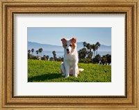 A Border Collie puppy dog in a field Fine Art Print