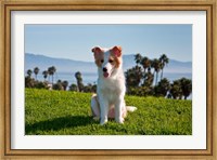 A Border Collie puppy dog in a field Fine Art Print