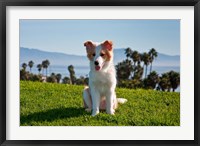 A Border Collie puppy dog in a field Fine Art Print