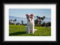 A Border Collie puppy dog in a field Fine Art Print
