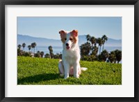 A Border Collie puppy dog in a field Fine Art Print