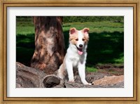 A Border Collie puppy dog  by a tree Fine Art Print
