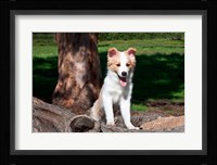 A Border Collie puppy dog  by a tree Fine Art Print