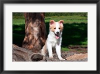 A Border Collie puppy dog  by a tree Fine Art Print