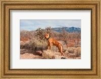 American Pitt Bull Terrier dog, New Mexico Fine Art Print