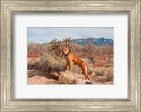 American Pitt Bull Terrier dog, New Mexico Fine Art Print