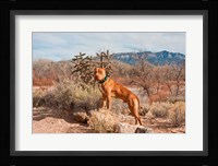 American Pitt Bull Terrier dog, New Mexico Fine Art Print