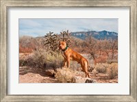 American Pitt Bull Terrier dog, New Mexico Fine Art Print