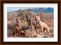 Three Pitt Bull Terrier dog, New Mexico Fine Art Print