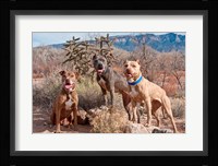 Three Pitt Bull Terrier dog, New Mexico Fine Art Print