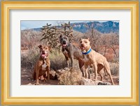 Three Pitt Bull Terrier dog, New Mexico Fine Art Print