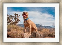 Pitt Bull Terrier dog Fine Art Print